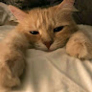 Meet your Posher, Luisa